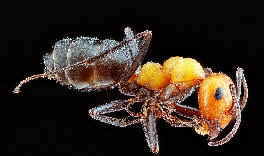 Ant Control service in The Villages, FL