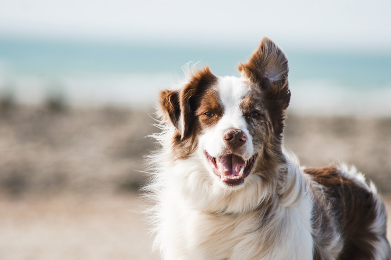 Flea & Tick Control service in The Villages, FL