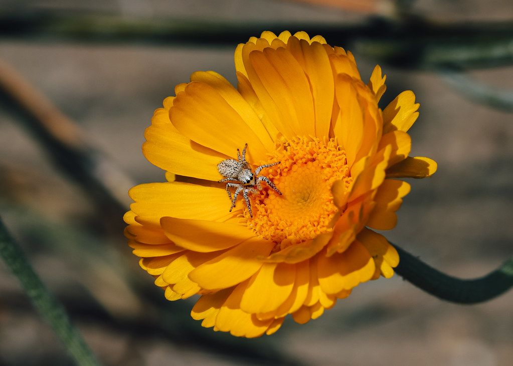 Spider Control service in The Villages, FL